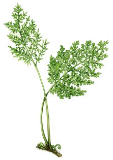 Parsley fern Cryptogramma crispa