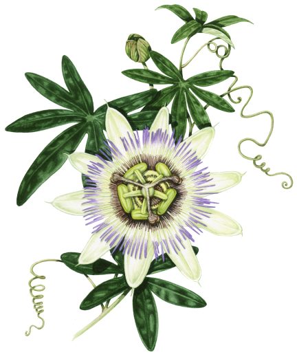 Passion flower Passiflora natural history illustration by Lizzie Harper