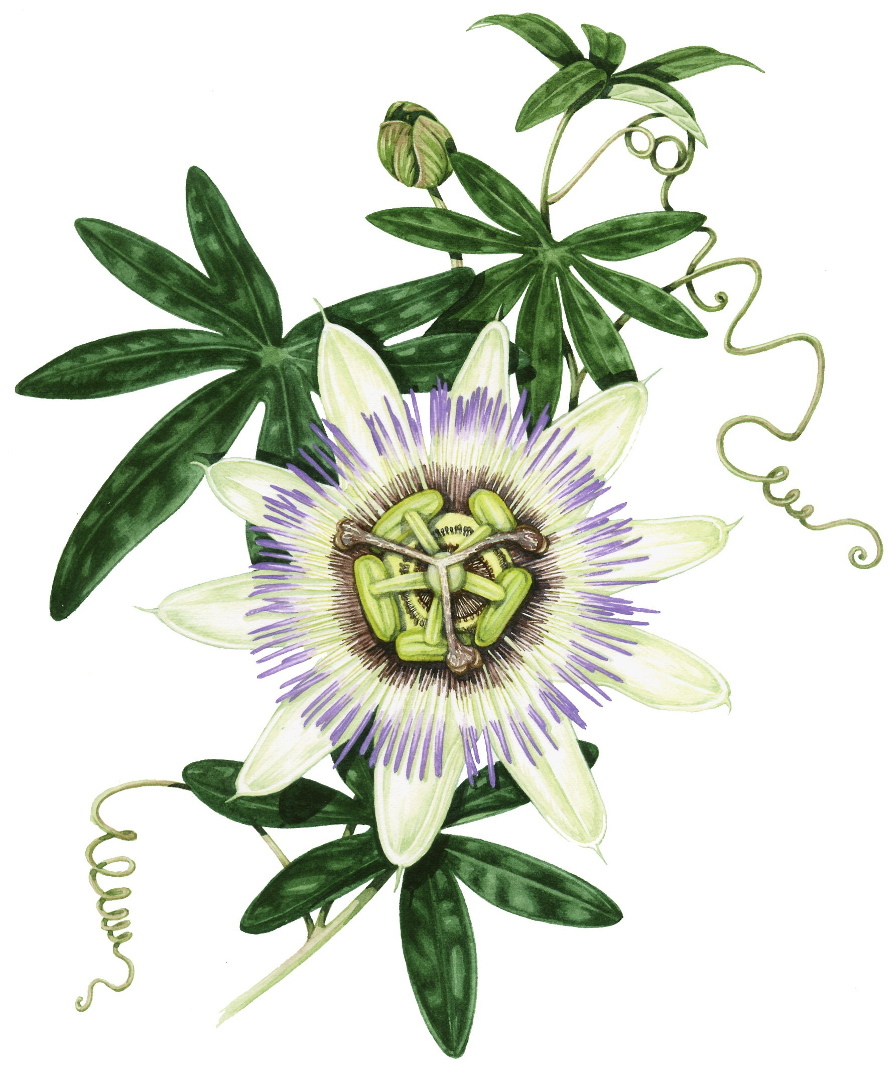 passion flower leaves