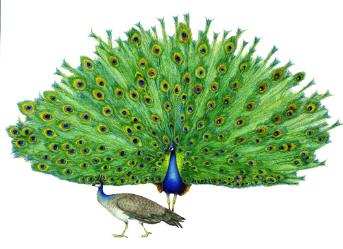 Peacock pavo Natural History science sciart illustration by Lizzie Harper