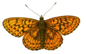 Pearl Bordered Fritillary Boloria euphrosyne natural history illustration by Lizzie Harper