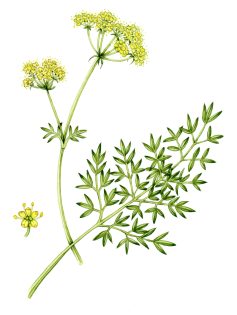 Pepper saxifrage silaum silaus