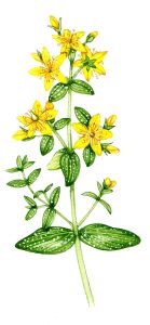 Perforated St Johns wort Hypericum perforatum natural history illustration by Lizzie Harper