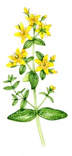Perforated St Johns wort Hypericum perforatum