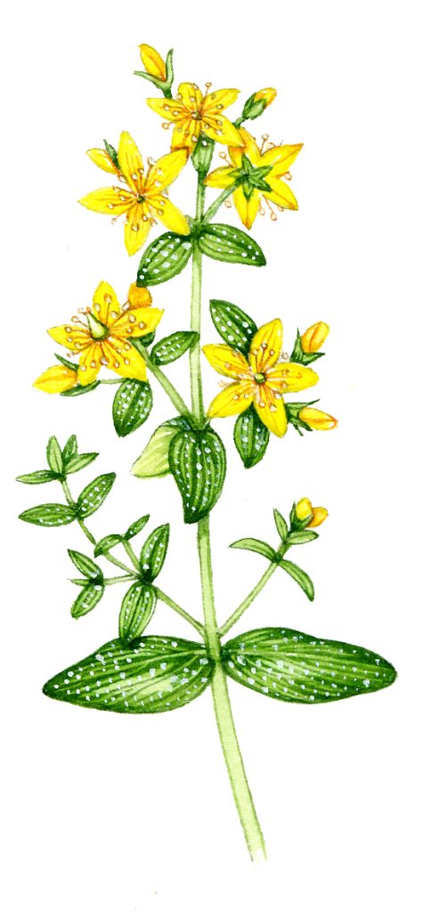 Perforated St Johns wort Hypericum perforatum natural history illustration by Lizzie Harper