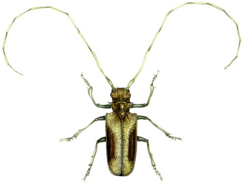 Giant African Long-horn beetle Pterognatha gigas natural history illustration by Lizzie Harper