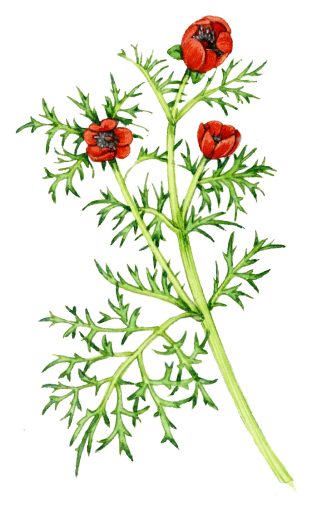Pheasants eye Adonis annua natural history illustration by Lizzie Harper