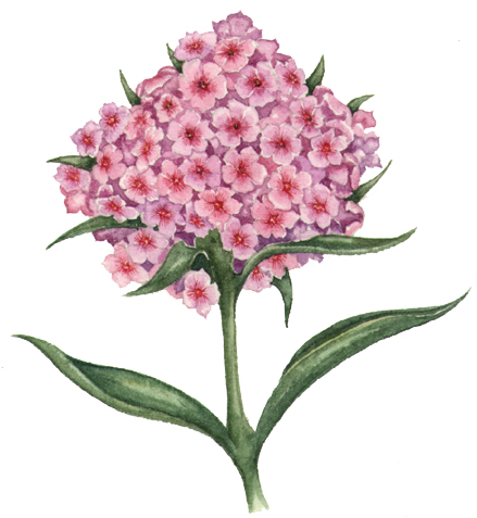 Phlox natural history illustration by Lizzie Harper