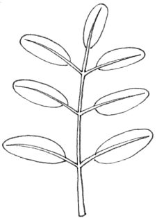 Diagram of a pinnate leaf
