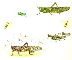 Desert locust Schistocerca gregaria natural history illustration by Lizzie Harper