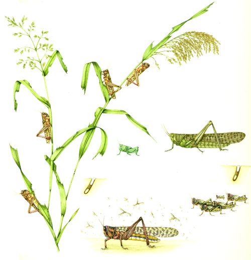 Desert locust Schistocerca gregaria natural history illustration by Lizzie Harper