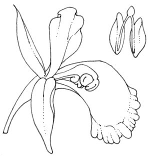 Diagram of a Pollinia
