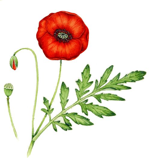 Poppy Papaver rhoeas natural history illustration by Lizzie Harper