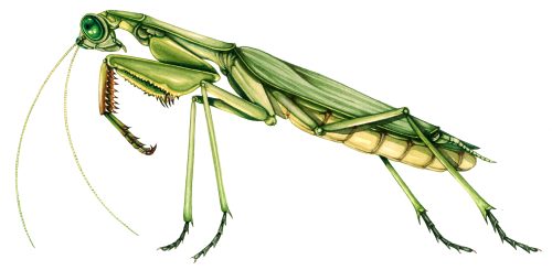 Praying mantis Mantidae natural history illustration by Lizzie Harper