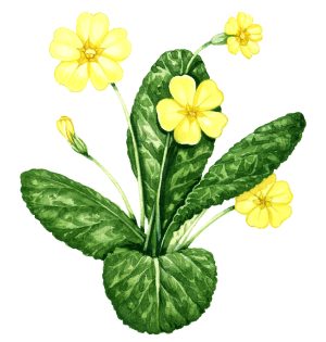 Primrose Primula vulgaris