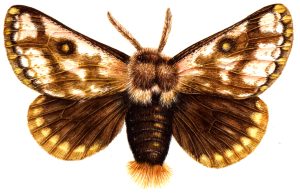Prominent moth Notodontinae natural history illustration by Lizzie Harper