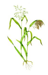 Proso millet Panicum miliaceum