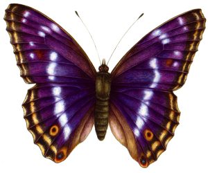 Purple emperor butterfly Apatura ilia natural history illustration by Lizzie Harper