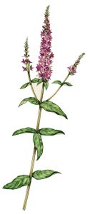 Purple Loosestrife Lythrum salicaria natural history illustration by Lizzie Harper