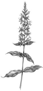 Purple Loosestrife Lythrum salicaria in pencil