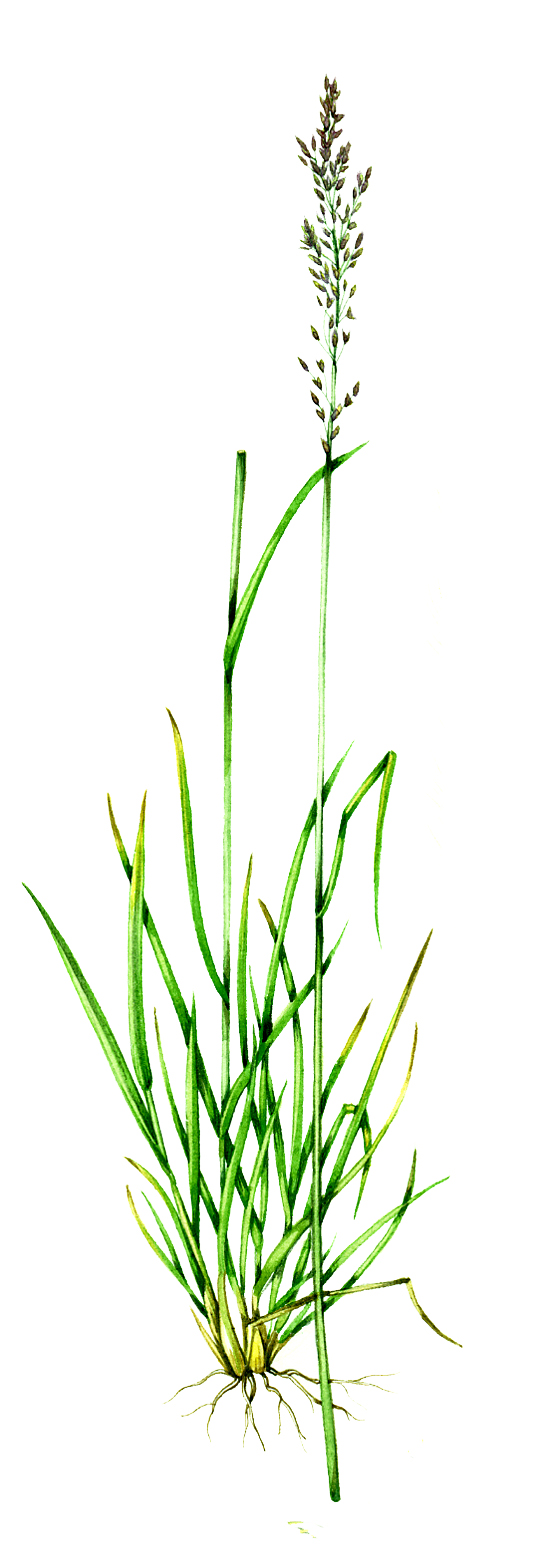 Purple Moor Grass Molinia caerulea - Lizzie Harper