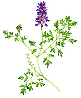 Purple ramping fumitory Fumaria purpurea