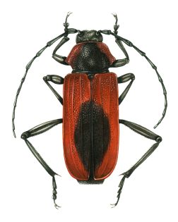 Purpuricenus kaehleri beetle