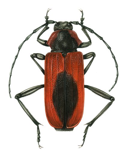 Purpuricenus kaehleri beetle natural history illustration by Lizzie Harper