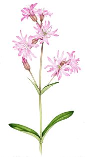 Ragged robin Lychnis flos cuculi
