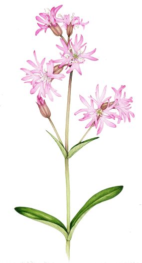 Ragged robin Lychnis flos cuculi natural history illustration by Lizzie Harper