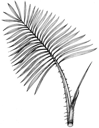 Rattan Palm Calamus natural history illustration by Lizzie Harper