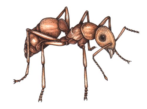 Red ant Mymrica Rubra natural history illustration by Lizzie Harper