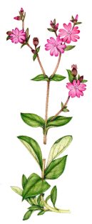 Red campion Silene dioica