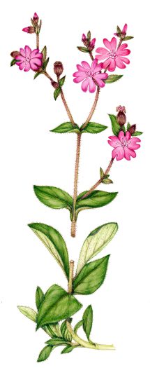 Red campion Silene dioica natural history illustration by Lizzie Harper