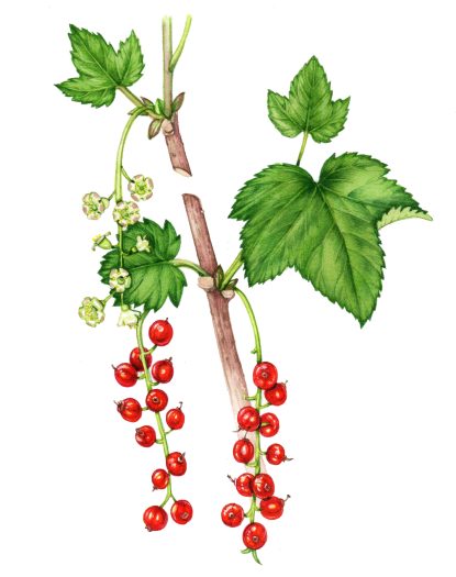 Red currant Ribes rubrum natural history illustration by Lizzie Harper