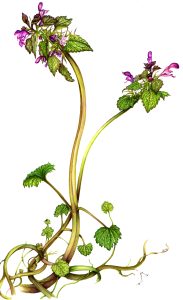 Red Dead Nettle Lamium purpureum natural history illustration by Lizzie Harper