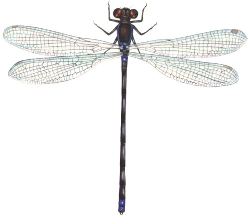 Red eyed damsel Erythromma najas natural history illustration by Lizzie Harper