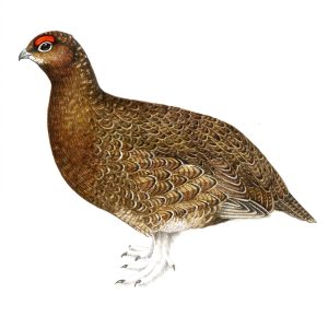 Red grouse Lagopus lagopus natural history illustration by Lizzie Harper