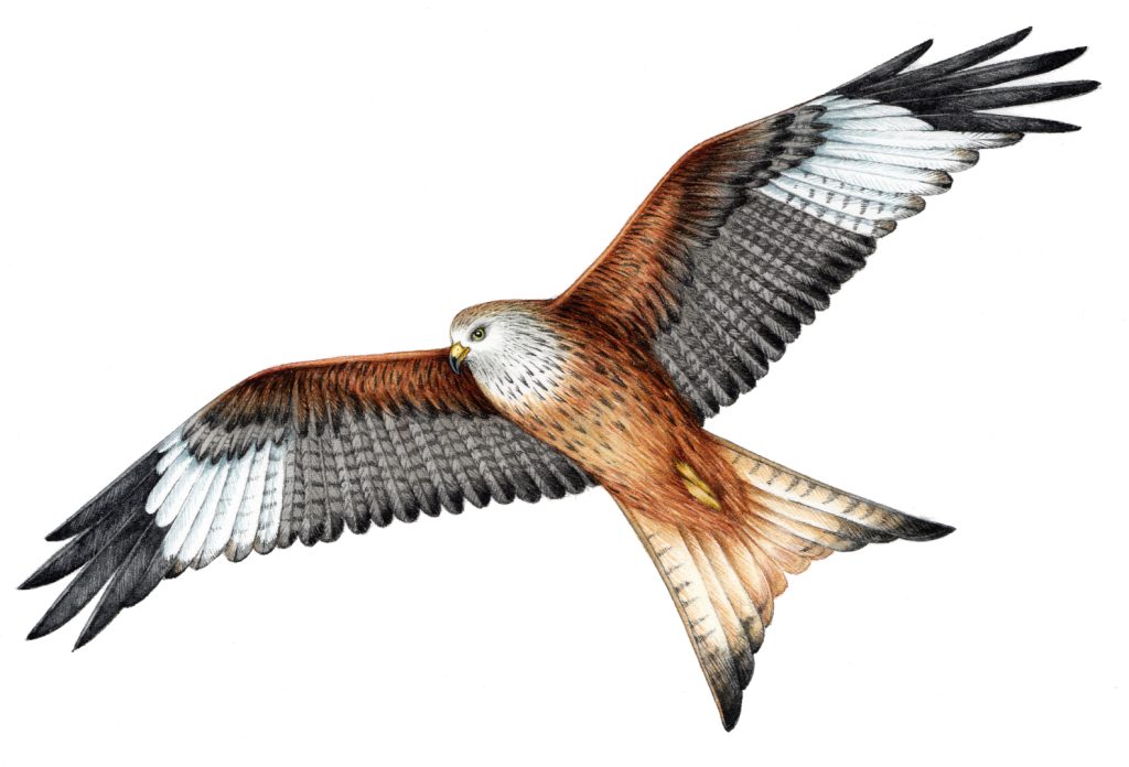 Red kite Milvus milvus natural history illustration by Lizzie Harper