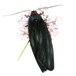 Red necked footman Atolmis rubricollis