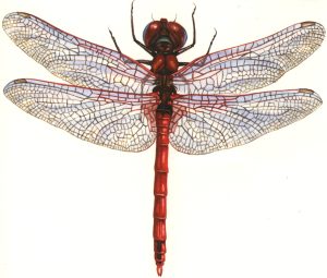Red veined darter Sympetrum fonscolombii