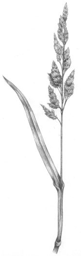 Reed canary grass Phalaris arundinacea natural history illustration by Lizzie Harper