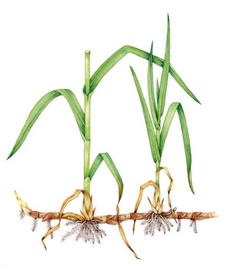 Reedmace Typha latifolia rhizome natural history illustration by Lizzie Harper