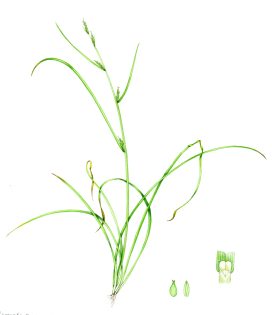 Remote sedge Carex remota