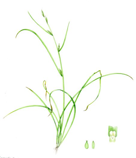 Remote sedge Carex remota natural history illustration by Lizzie Harper