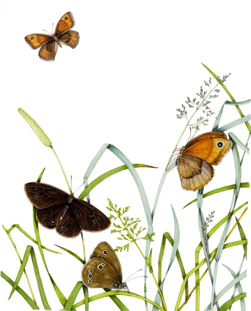 Ringlet Aphantopus hyperantus and meadow brown aniola jurtina butterfly natural history illustration by Lizzie Harper
