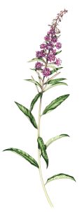 Rosebay Willowherb Chamaenerion angustifolium natural history illustration by Lizzie Harper