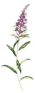Rosebay Willowherb Chamaenerion angustifolium