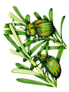 Rosemary beetle Chrysolina americana natural history illustration by Lizzie Harper