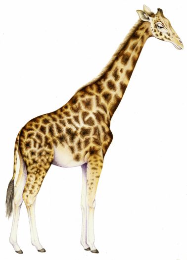 Rothschild's giraffe Giraffa camelopardalis rothschildi natural history illustration by Lizzie Harper